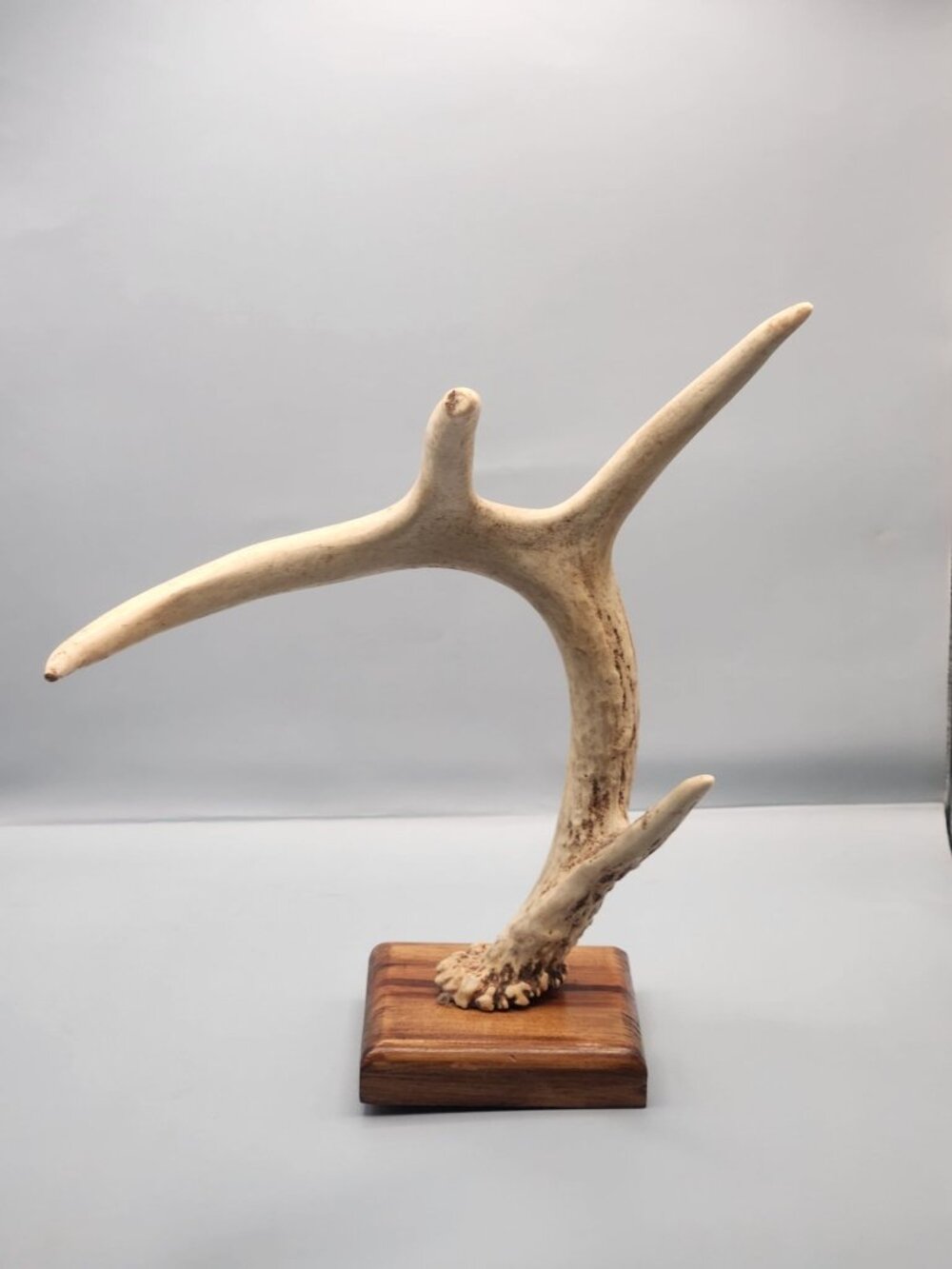 Rustic Homemade Whitetail Antler Jewelry Holder.